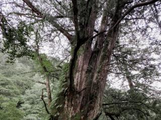璞草誌 (No17) 向陽山尋香之行：檜木也可以很不浪漫，但那是大自然最坦率的模樣