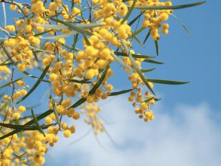 璞草誌 (No18) 淺山漫香：六抹花香、六段回憶故事，挖掘你我身邊芬芳，用氣味走一趟原鄉之旅